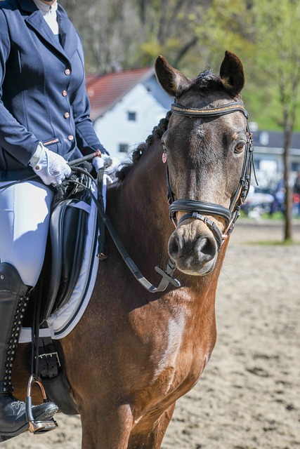 加拿大进攻 加拿大进攻