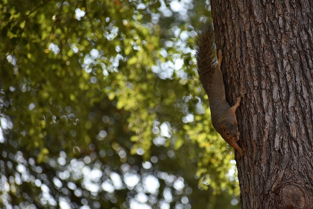 霍伊伦的挑 霍伊伦的挑
