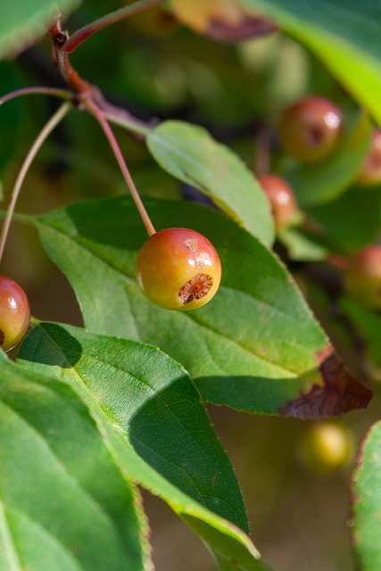 中国台北队 中国台北队